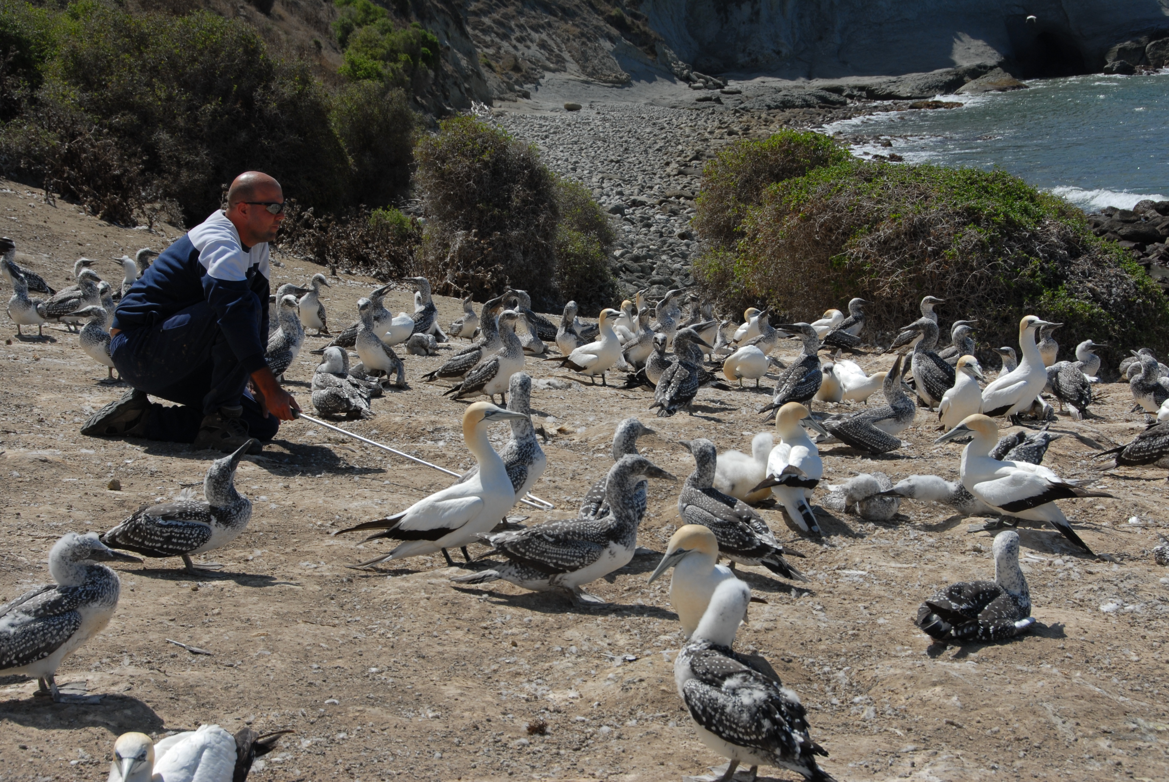 Cape Kidnappers fieldwork