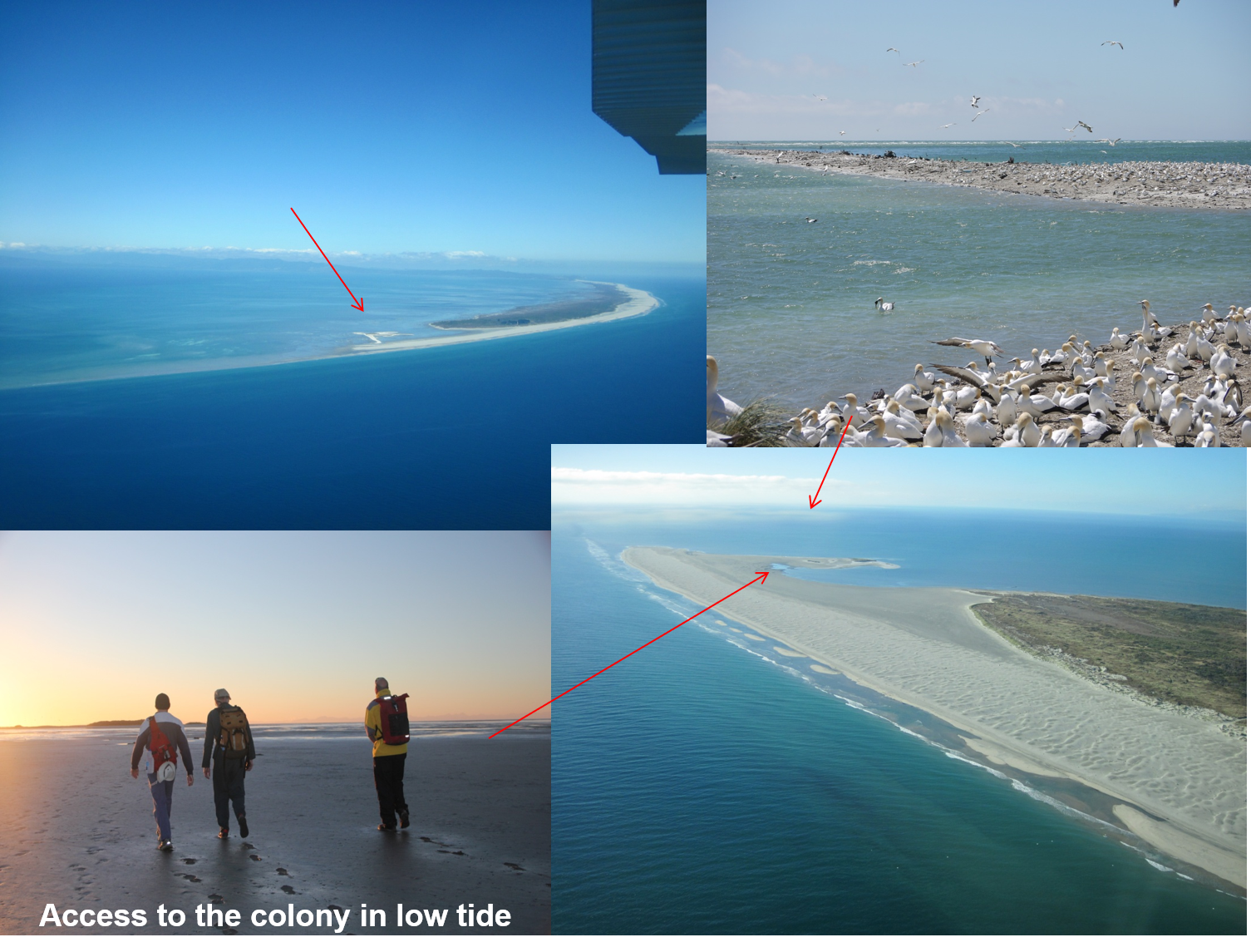 Farewell Spit fieldwork