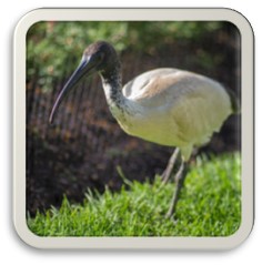 Australian white ibis
