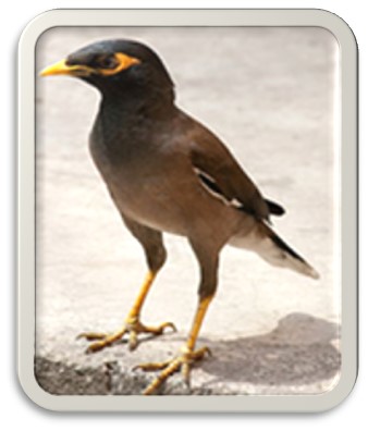 Common myna bird
