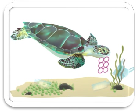 Green turtle