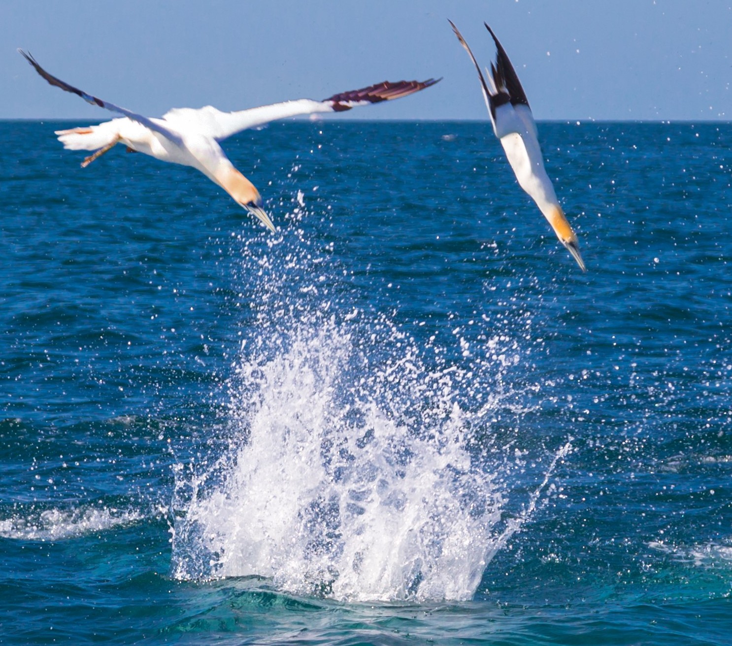 Gannets plunge-diving into the ocean